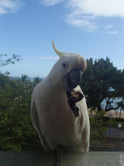 Airlie Beach 3