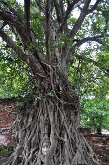 Ayutthaya 06