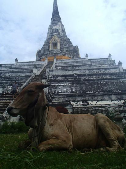 Ayutthaya 17