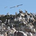 Ballestas 3