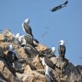 Ballestas 7