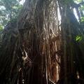 Cathedral Tree 1