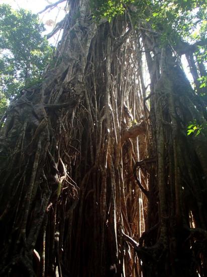 Cathedral Tree 1