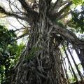 Cathedral Tree 2