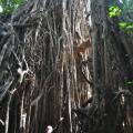 Cathedral Tree 3