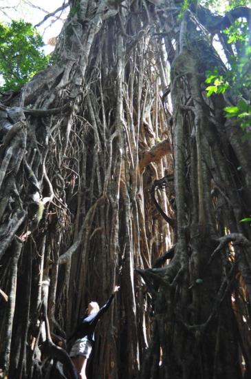 Cathedral Tree 3