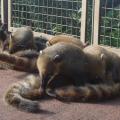 Coatis 01