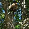 Coatis 02