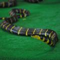 Combat de serpents 03