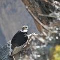 Condor 1