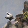 Condor 2