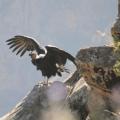 Condor 3