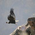 Condor 4