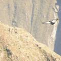 Condor 5