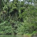 Daintree river 1
