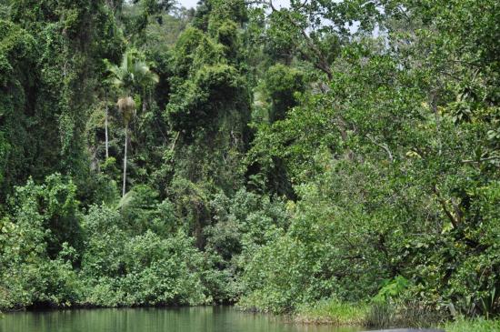 Daintree river 1