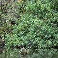 Daintree river 3