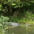Daintree river 4