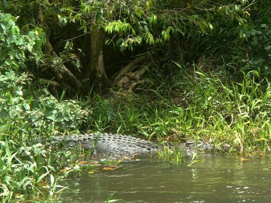 Daintree river 4