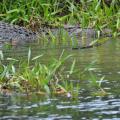 Daintree river 5