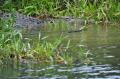 Daintree river 5