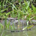 Daintree river 6