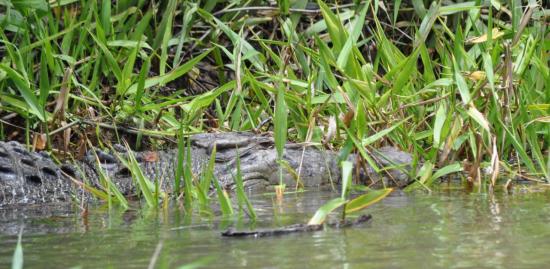 Daintree river 6