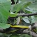 Daintree river 7