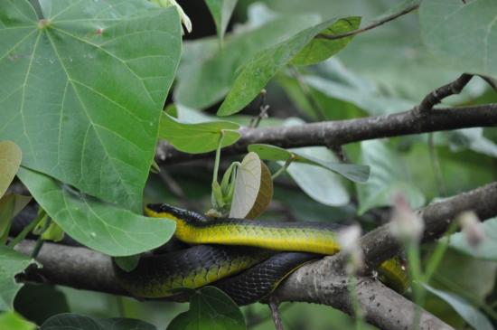 Daintree river 7