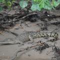 Daintree river 8
