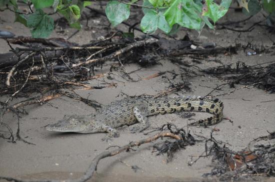 Daintree river 8