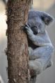 Koalas and Surfers Paradise