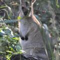 Daisy Hill 4
