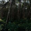 Daisy Hill 5