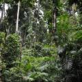 Ellinjaa falls 4