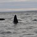 Excursion en Bateau 01