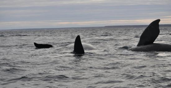 Excursion en Bateau 01