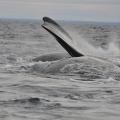 Excursion en Bateau 02
