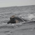 Excursion en Bateau 03