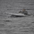 Excursion en Bateau 05