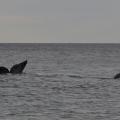 Excursion en Bateau 06