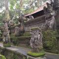 Foret singes 01