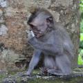 Foret singes 03