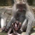 Foret singes 05