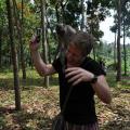 Foret singes 06