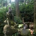 Foret singes 08