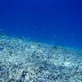 Gili 03b