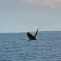Hervey Bay 3