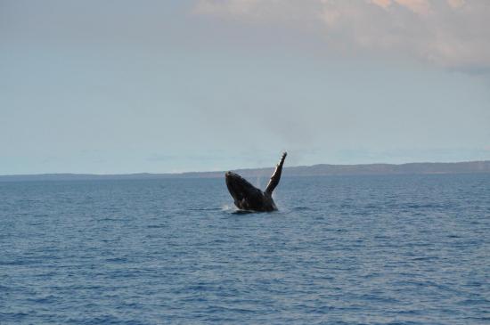 Hervey Bay 3