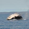 Hervey Bay 4